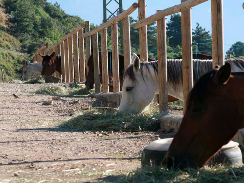 img-serveis-02-hipicavilaformiu-2024